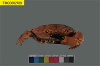 藏品(光手滑面蟹)的圖片